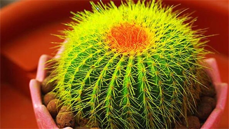 仙人球的养殖办法和留意事项