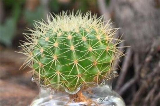 仙人球的养殖办法和留意事项