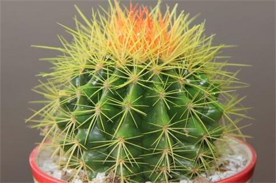 仙人球的养殖办法和留意事项