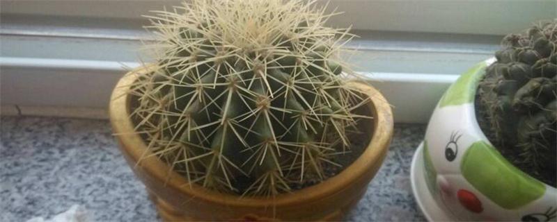 仙人球如何浇水