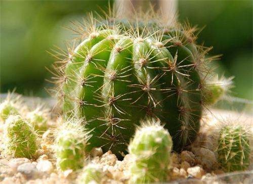 仙人球如何浇水