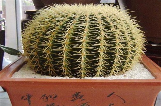 金虎仙人球烂了如何办，五个方面去处理