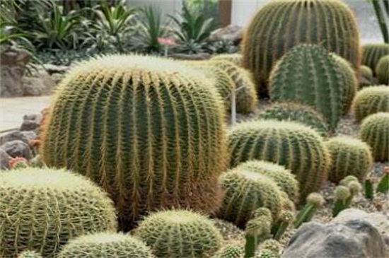 金虎仙人球烂了如何办，五个方面去处理