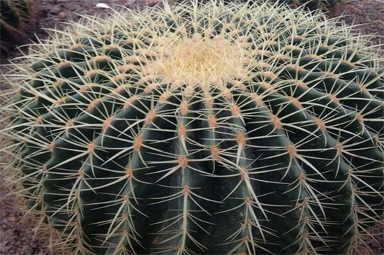 金虎仙人球烂了如何办，五个方面去处理