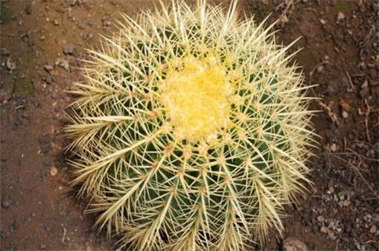 金虎仙人球烂了如何办，五个方面去处理