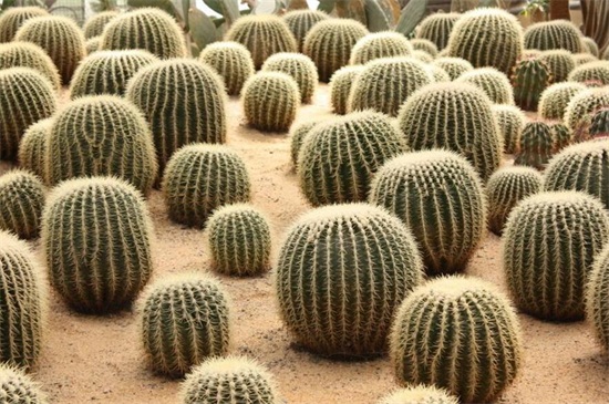 金虎仙人球烂了如何办，五个方面去处理