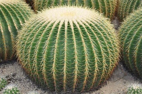 仙人球如何才能爆头,切掉顶端/针扎顶端