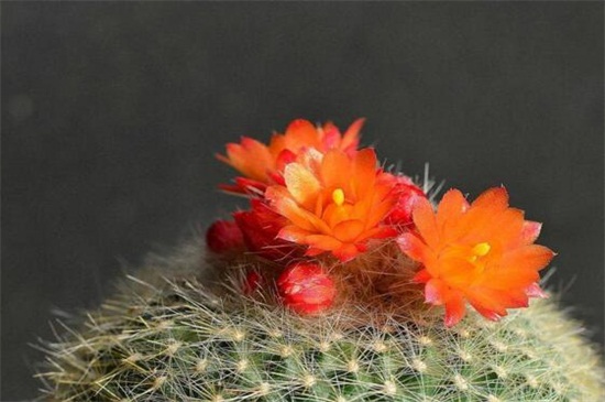 仙人球如何才能爆头,切掉顶端/针扎顶端