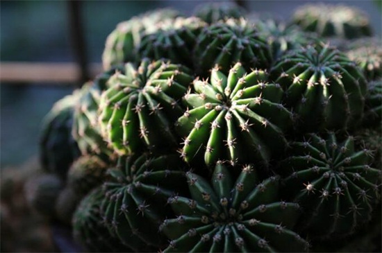 仙人球如何才能爆头,切掉顶端/针扎顶端