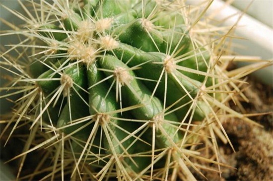 仙人球如何才能爆头,切掉顶端/针扎顶端