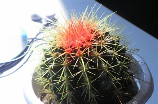 仙人球如何才能爆头,切掉顶端/针扎顶端