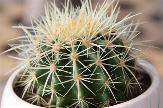 仙人球如何不长小球，可破坏生长点细心养护