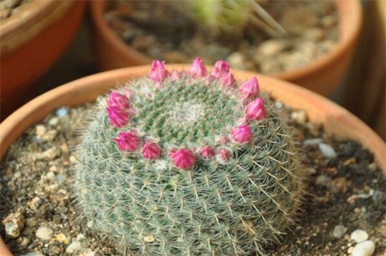 仙人球如何不长小球，可破坏生长点细心养护