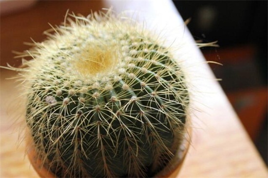 仙人球如何不长小球，可破坏生长点细心养护
