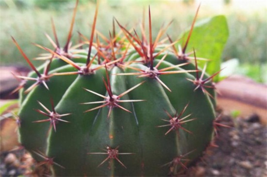 仙人球如何不长小球，可破坏生长点细心养护