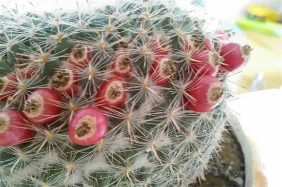 仙人球如何不长小球，可破坏生长点细心养护