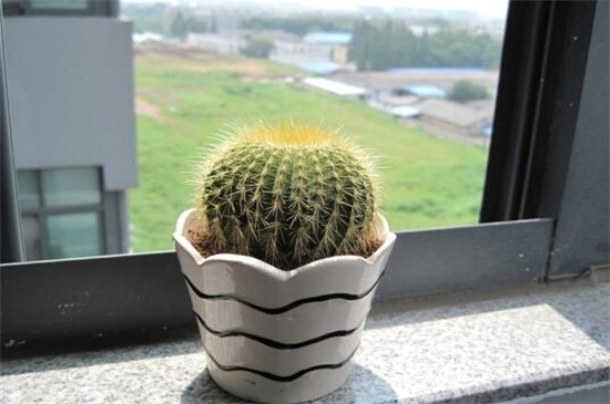 仙人球如何不长小球，可破坏生长点细心养护