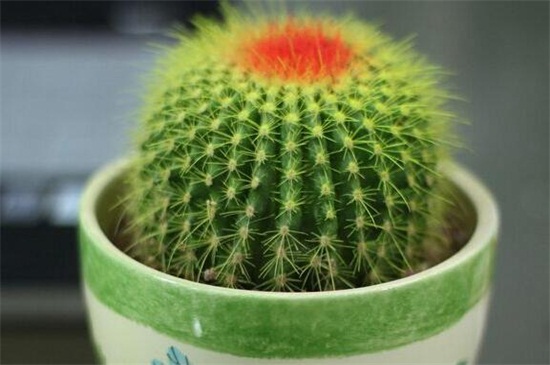 仙人球的养殖办法和留意事项