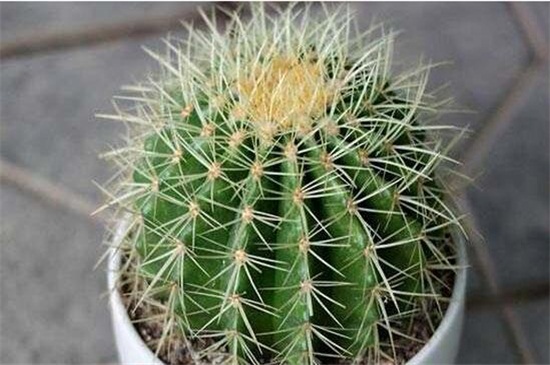 金虎仙人球如何养，做好四方面轻松养好仙人球