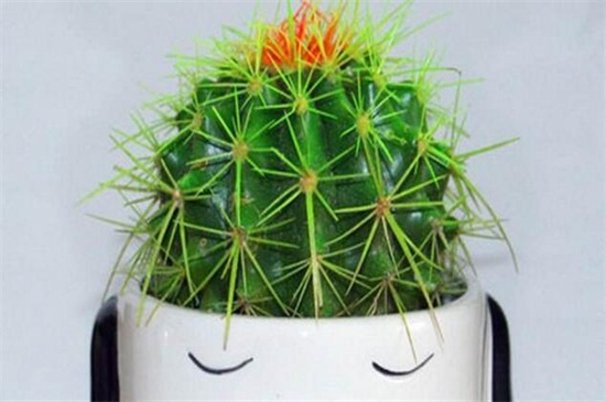 金虎仙人球如何养，做好四方面轻松养好仙人球