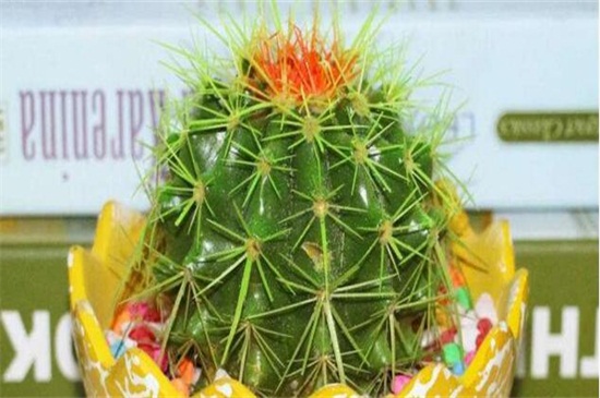 金虎仙人球如何养，做好四方面轻松养好仙人球