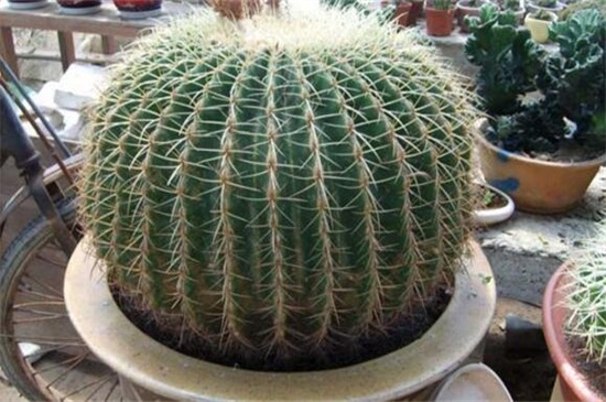 金虎仙人球如何养，做好四方面轻松养好仙人球