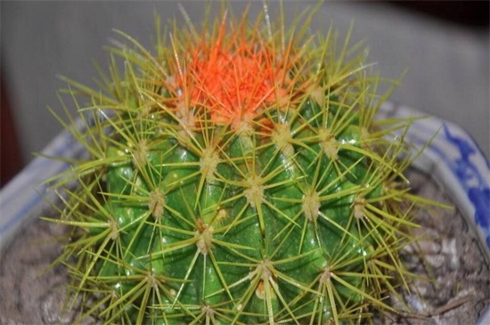 金虎仙人球如何养，做好四方面轻松养好仙人球