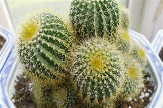 金虎仙人球如何养，做好四方面轻松养好仙人球