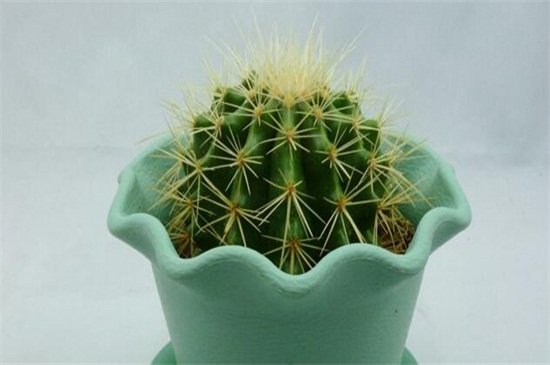 金虎仙人球如何养，做好四方面轻松养好仙人球
