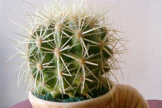 金虎仙人球如何养，做好四方面轻松养好仙人球
