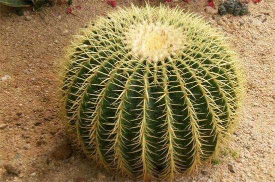 金虎仙人球如何养，做好四方面轻松养好仙人球