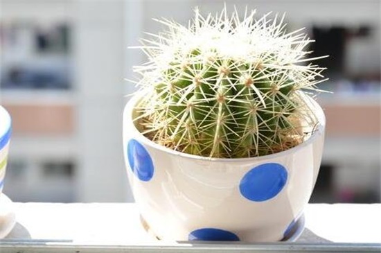 仙人球放在家里哪个地方好,阳台/门口/煞位/书房都行