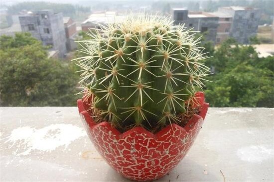 仙人球放在家里哪个地方好,阳台/门口/煞位/书房都行