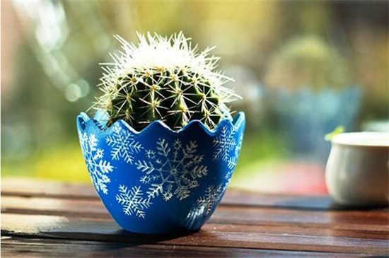 仙人球放在家里哪个地方好,阳台/门口/煞位/书房都行