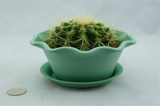 仙人球放在家里哪个地方好,阳台/门口/煞位/书房都行