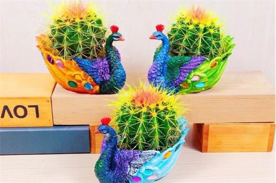 仙人球放在家里哪个地方好,阳台/门口/煞位/书房都行