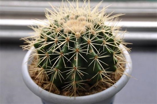 仙人球放在家里哪个地方好,阳台/门口/煞位/书房都行