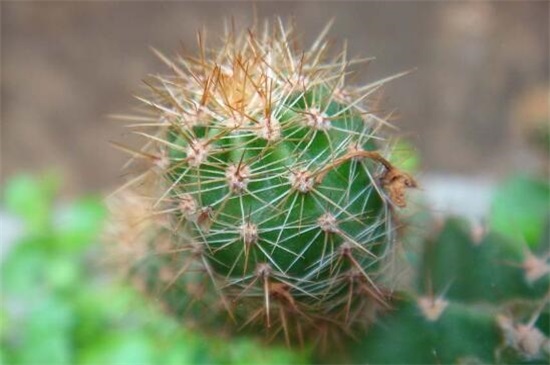 仙人球放在家里哪个地方好,阳台/门口/煞位/书房都行