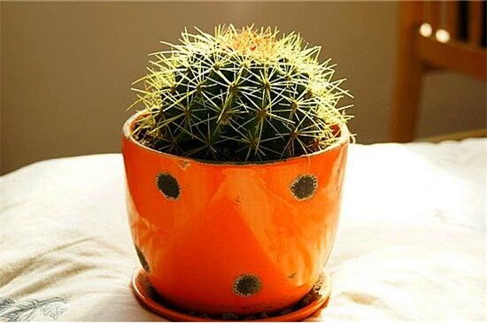 仙人球放在家里哪个地方好,阳台/门口/煞位/书房都行