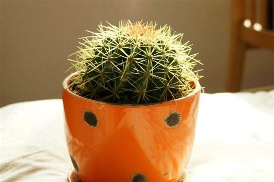 家里放仙人球是吉是凶,养在阳台/家门口/书房是吉位