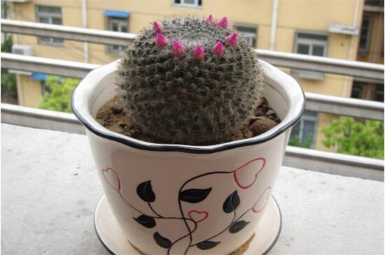 家里放仙人球是吉是凶,养在阳台/家门口/书房是吉位