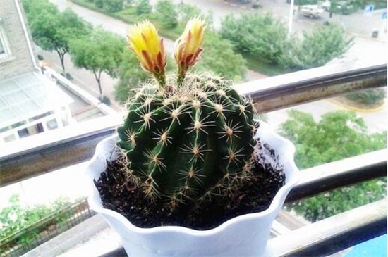家里放仙人球是吉是凶,养在阳台/家门口/书房是吉位