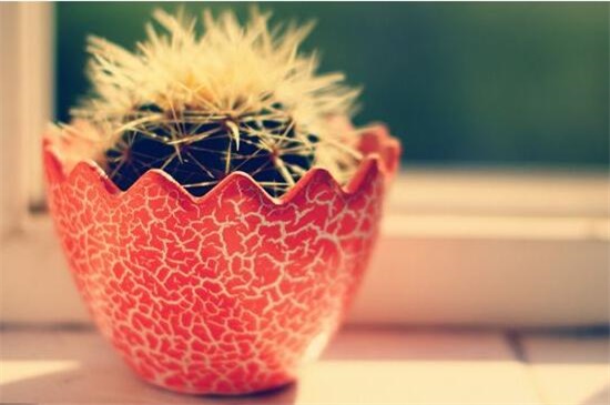 家里放仙人球是吉是凶,养在阳台/家门口/书房是吉位