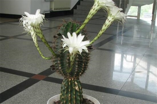 家里放仙人球是吉是凶,养在阳台/家门口/书房是吉位