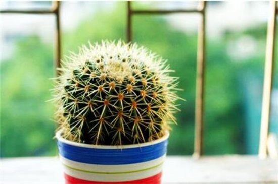 家里放仙人球是吉是凶,养在阳台/家门口/书房是吉位