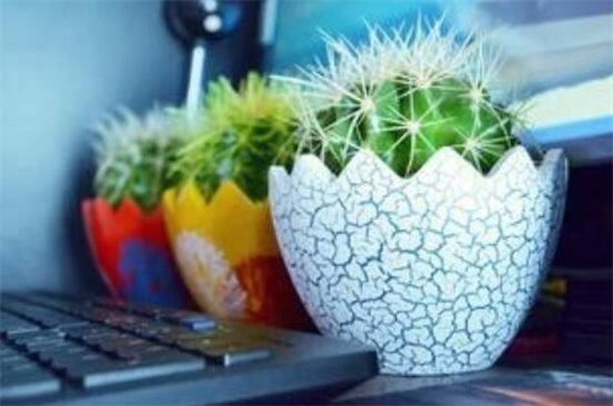 家里放仙人球是吉是凶,养在阳台/家门口/书房是吉位
