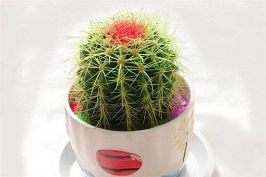 家里放仙人球是吉是凶,养在阳台/家门口/书房是吉位