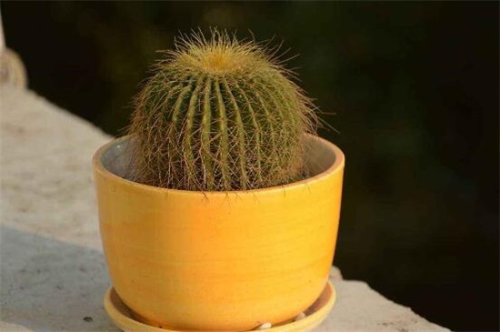 家里放仙人球是吉是凶,养在阳台/家门口/书房是吉位