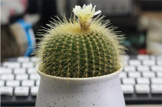 家里放仙人球是吉是凶,养在阳台/家门口/书房是吉位