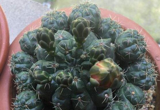 绯花玉仙人球如何繁殖,播种分球繁殖及养护技巧